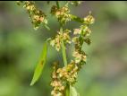 Patiente feuilles obtuses (Rumex obtusifolius)_4