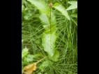Patiente feuilles obtuses (Rumex obtusifolius)_6