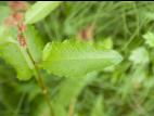 Patiente feuilles obtuses (Rumex obtusifolius)_8
