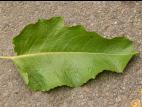 Patiente feuilles obtuses (Rumex obtusifolius)_13