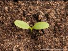 Patiente feuilles obtuses (Rumex obtusifolius)_14