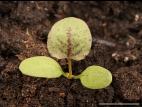 Patiente feuilles obtuses (Rumex obtusifolius)_15