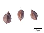Patiente feuilles obtuses (Rumex obtusifolius)_17