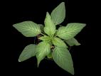 Amarante de Palmer(Amaranthus palmeri)_1