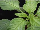 Amarante de Palmer(Amaranthus palmeri)_2