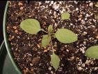 Amarante de Palmer(Amaranthus palmeri)_6