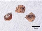 Kochia balais (Bassia scoparia)_12