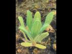 Kochia balais (Bassia scoparia)_13