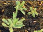 Kochia balais (Bassia scoparia)_14