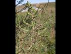 Kochia balais (Bassia scoparia)_16
