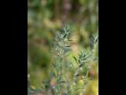 Kochia balais (Bassia scoparia)_21
