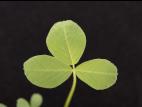Luzerne lupuline (Medicago lupulina)_2