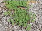 Luzerne lupuline (Medicago lupulina)_3