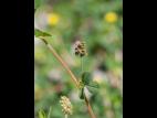 Luzerne lupuline (Medicago lupulina)_5