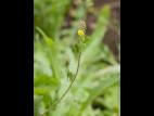 Luzerne lupuline (Medicago lupulina)_6