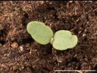 Luzerne lupuline (Medicago lupulina)_7