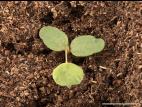 Luzerne lupuline (Medicago lupulina)_8