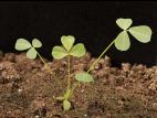 Luzerne lupuline (Medicago lupulina)_9
