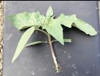 Stramoine commune(Datura stramonium)_2