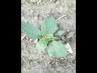 Stramoine commune(Datura stramonium)_3