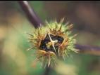 Stramoine commune(Datura stramonium)_5