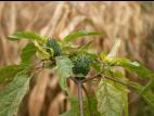 Stramoine commune(Datura stramonium)_14