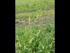 Mélilot jaune (Melilotus officinalis)_1