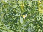 Mélilot jaune (Melilotus officinalis)_6