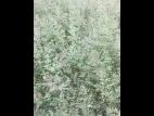 Éragrostide fétide (Eragrostis cilianensis)_3