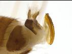 Drosophile à ailes tachetées (Drosophila suzukii)_14
