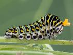 Papillon du céleri (Papilio polyxenes)_7