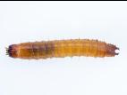 Hemicrepidius sp._2