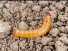 Hemicrepidius sp._3