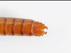 Hemicrepidius sp._4
