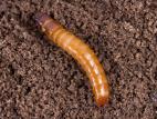 Hemicrepidius sp._5