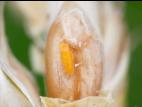 Cécidomyie orangée du blé (Sitodiplosis mosellana)_5