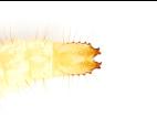 Aeolus sp._2