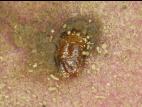 Limonius sp._5