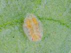 Psylle de la pomme de terre (Bactericera cockerelli)_5