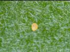 Psylle de la pomme de terre (Bactericera cockerelli)_7