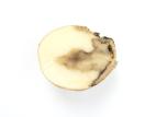 Pomme de terre - Pourriture molle bactérienne (Pectobacterium carotovorum)