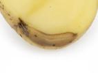 Pomme de terre - Pourriture molle bactérienne (Pectobacterium carotovorum)