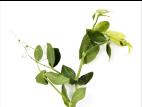 Pois - glyphosate (9)_6