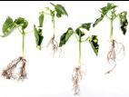 Haricot - glyphosate (9)_2