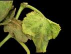 Courge - glyphosate (9)_1