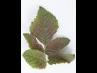 Barbe-de-bouc - indaziflam (29)_3