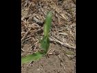 Maïs grain et fourrager - glyphosate (9)_1