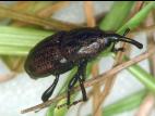 Sphenophorus zeae_1