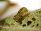 Galéruque de l'airelle (Tricholochmaea vaccinii)_2
