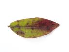 Bleuet nain - Tache septorienne (Septoria sp.)